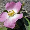 Rosa Mosqueta (Dog Rose) - introduced